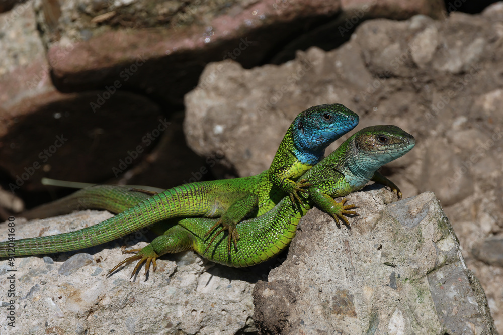 Green Lizard Green Lizard