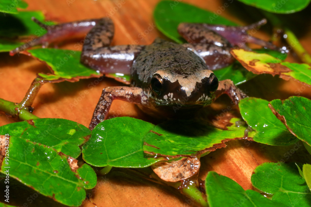 Naklejka premium Small brown frog on a green leaf in the rainforest