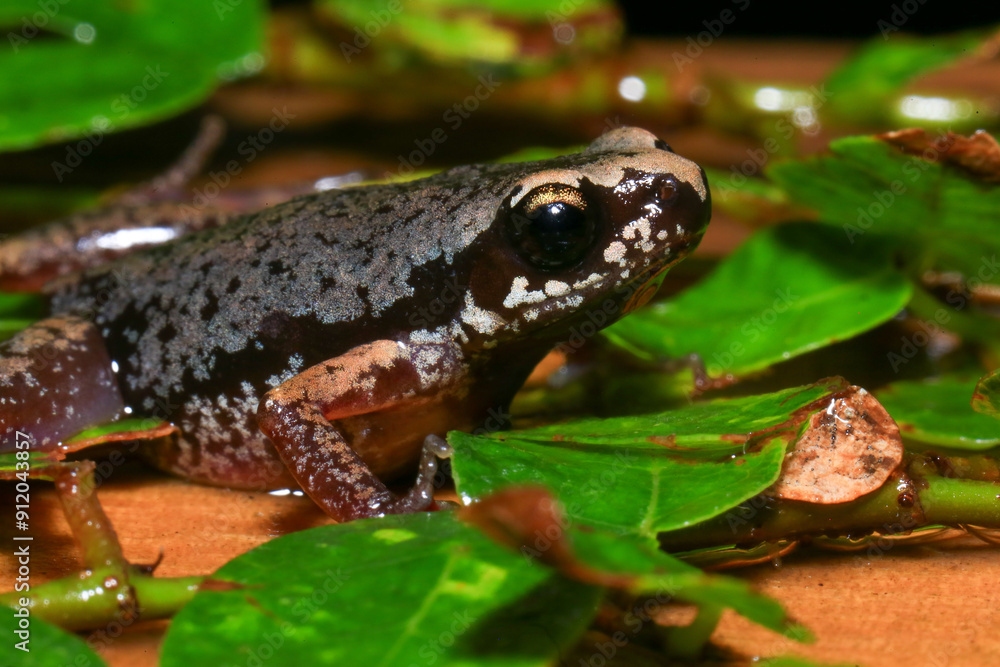 Small brown frog on a green leaf in the rainforest Small brown frog on a green leaf in the rainforest
