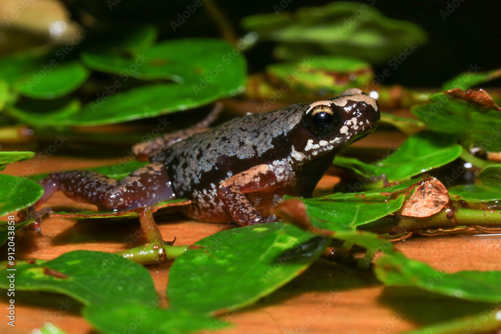Obraz premium Small brown frog on a green leaf in the rainforest