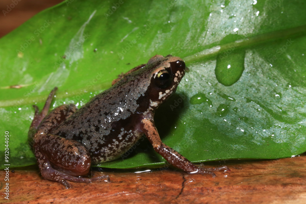 Obraz premium Small brown frog on a green leaf in the rainforest