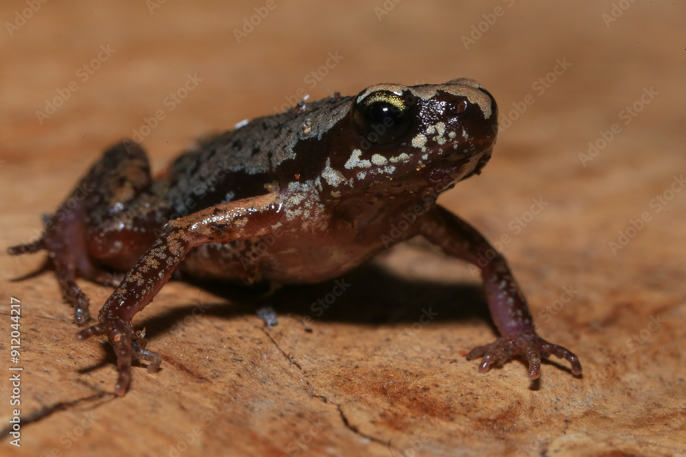 Obraz premium Small brown frog on a green leaf in the rainforest