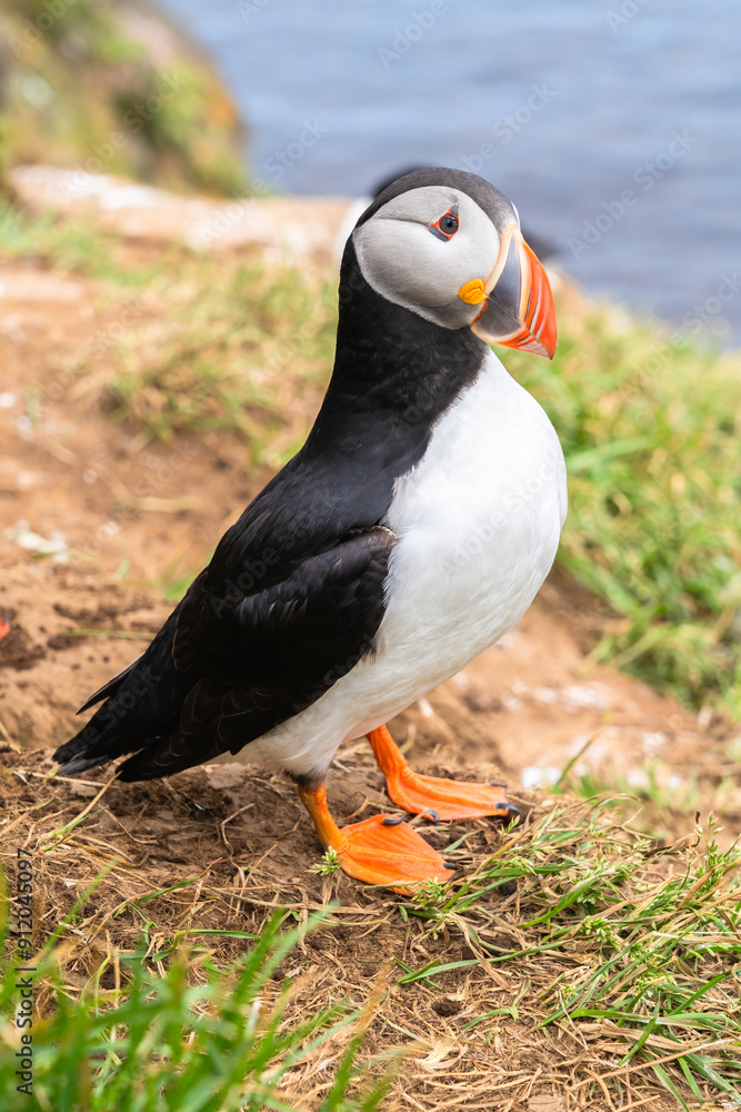 Atlantic Puffin Perched On A Cliff In Iceland Atlantic Puffin Perched On A Cliff In Iceland