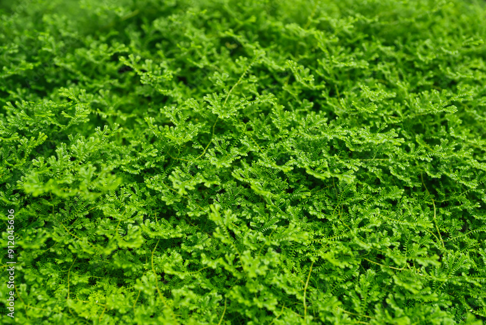 Dense Green Fern Foliage Dense Green Fern Foliage