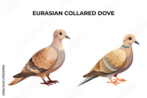 Beautiful Eurasian Collared Dove bird on white background vector illustration 