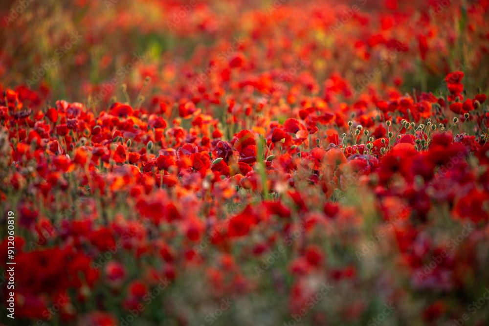 Massed red poppies captured in early morning light Massed red poppies captured in early morning light