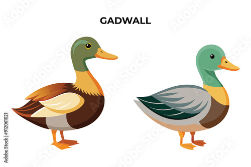 Beautiful Gadwall on white background vector illustration 