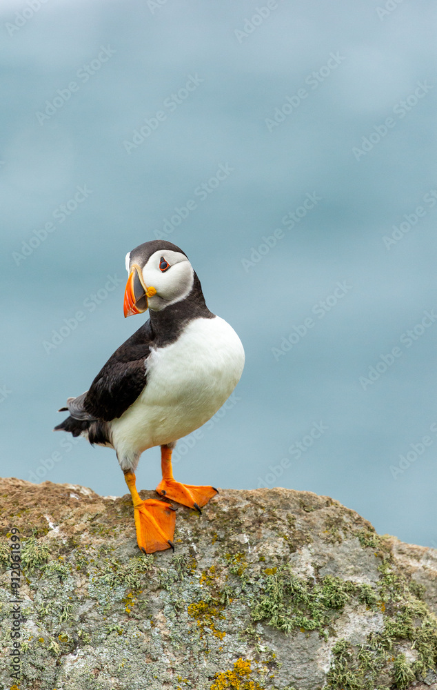 Puffin standing on a rock Puffin standing on a rock
