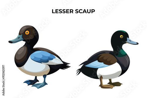 Beautiful Lesser Scaup on white background vector illustration