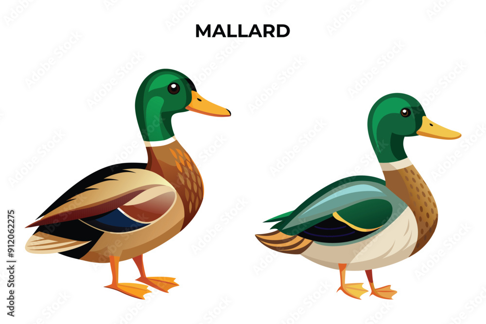 Obraz premium Beautiful Mallard on white background vector illustration