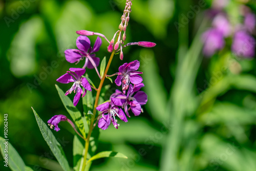 Chamaenerion angustifolium is a perennial herbaceous flowering plant in the willowherb family Onagraceae. fireweed, rosebay willowherb. Denali Viewpoint South, Alaska
 photo