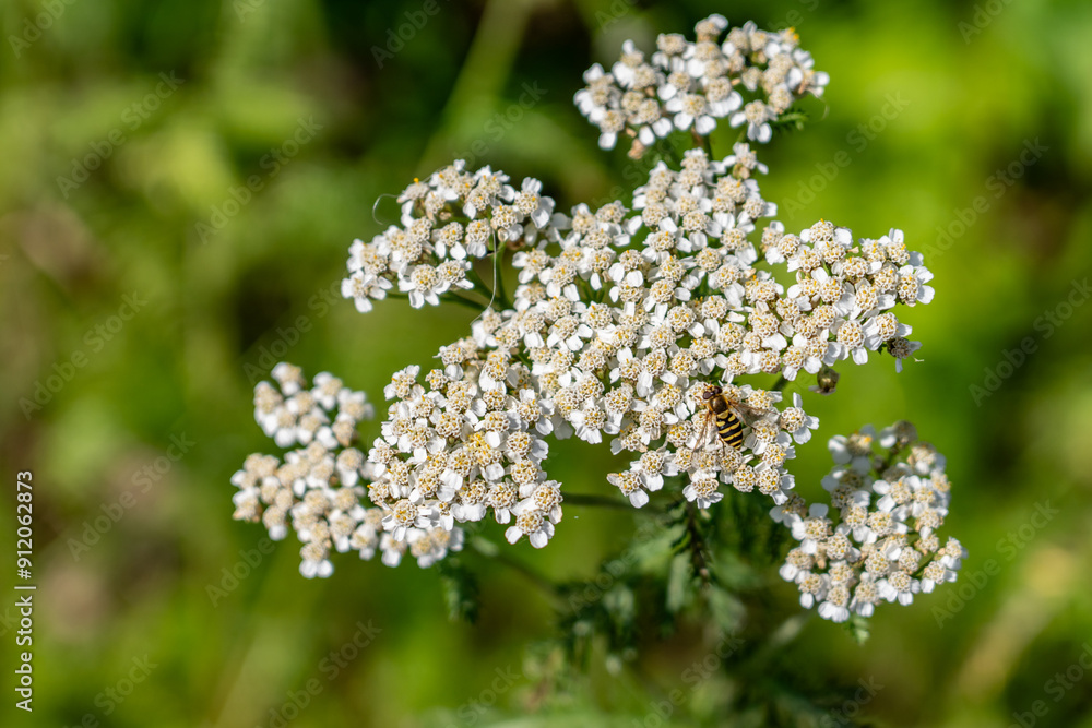 Achillea millefolium, yarrow or common yarrow, is a flowering plant in the family Asteraceae. Denali Viewpoint South, Alaska Achillea millefolium, yarrow or common yarrow, is a flowering plant in the family Asteraceae. Denali Viewpoint South, Alaska