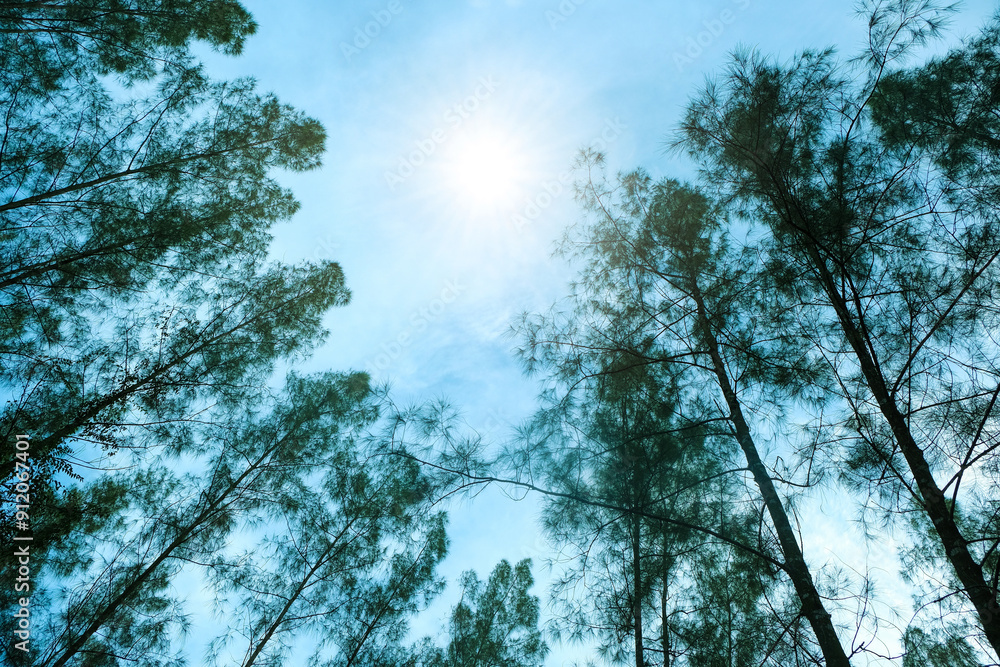 Upward view mixed forest, green deciduous trees The rich natural ecosystem of the rainforest concept is about conservation and natural reforestation. Upward view mixed forest, green deciduous trees The rich natural ecosystem of the rainforest concept is about conservation and natural reforestation.