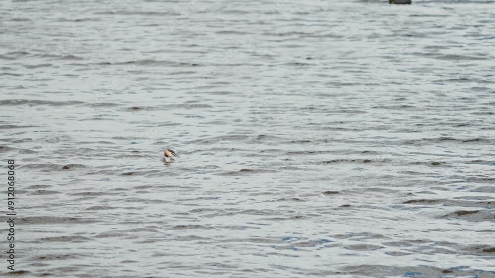 Great Crested Grebe quickly swims leaving small wake in water behind diving down, Groenzoom Netherlands, slow motion
