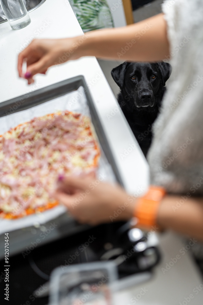 Black labrador dog waiting for woman adding ingredients to pizza Black labrador dog waiting for woman adding ingredients to pizza