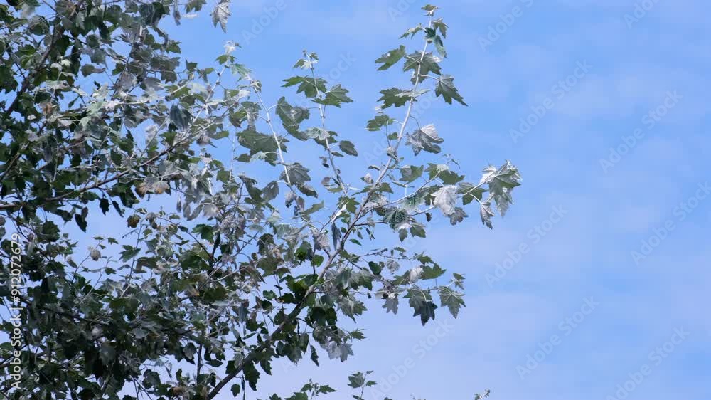 A White Poplar tree blowing in the summer breeze, Warwickshire, England. A White Poplar tree blowing in the summer breeze, Warwickshire, England.