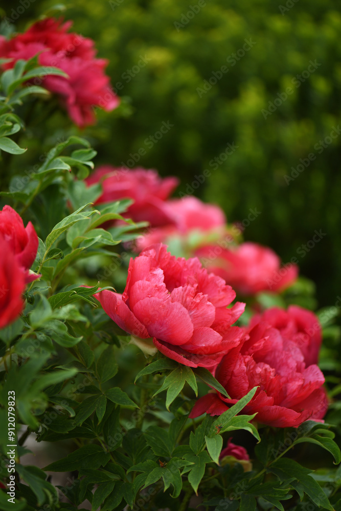 Vibrant Tree Peonies In Bloom Vibrant Tree Peonies In Bloom