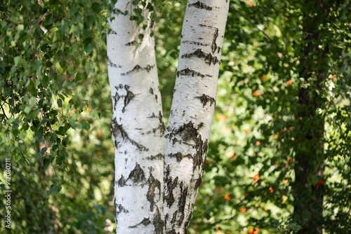 Fototapeta Naklejka Na Ścianę i Meble -  Białe brzozy w lesie, tapeta 
