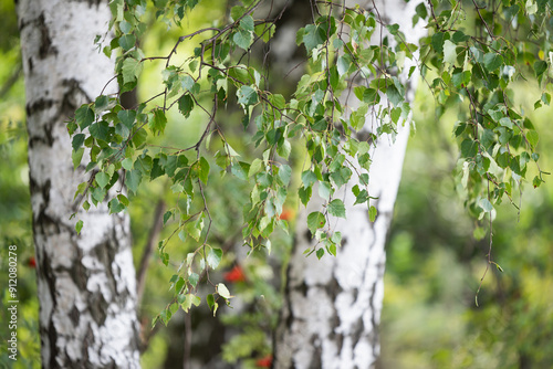 Fototapeta Naklejka Na Ścianę i Meble -  Białe brzozy w lesie, tapeta 