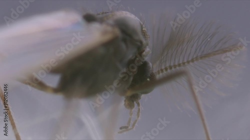 Mating Non-biting Midge Fly Or Chironomid Macro, Extreme Close-up Shot photo