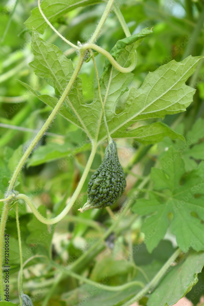 Bitter gourd or Green Bitter gourd hanging from a tree on a vegetable farm, ripe bitter gourd hanging from its vine within a greenhouse environment, Vegetable farm. Agriculture. Bitter gourd plant Bitter gourd or Green Bitter gourd hanging from a tree on a vegetable farm, ripe bitter gourd hanging from its vine within a greenhouse environment, Vegetable farm. Agriculture. Bitter gourd plant