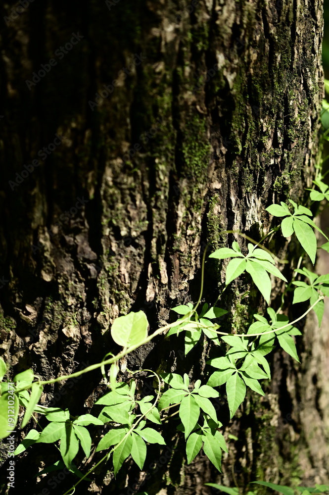 A tree trunk, covered in moss and encircled by climbing vines, is bathed in sunlight on a hiking trail. The vines, likely native to tropical and subtropical regions, thrive in this lush environment. A tree trunk, covered in moss and encircled by climbing vines, is bathed in sunlight on a hiking trail. The vines, likely native to tropical and subtropical regions, thrive in this lush environment.