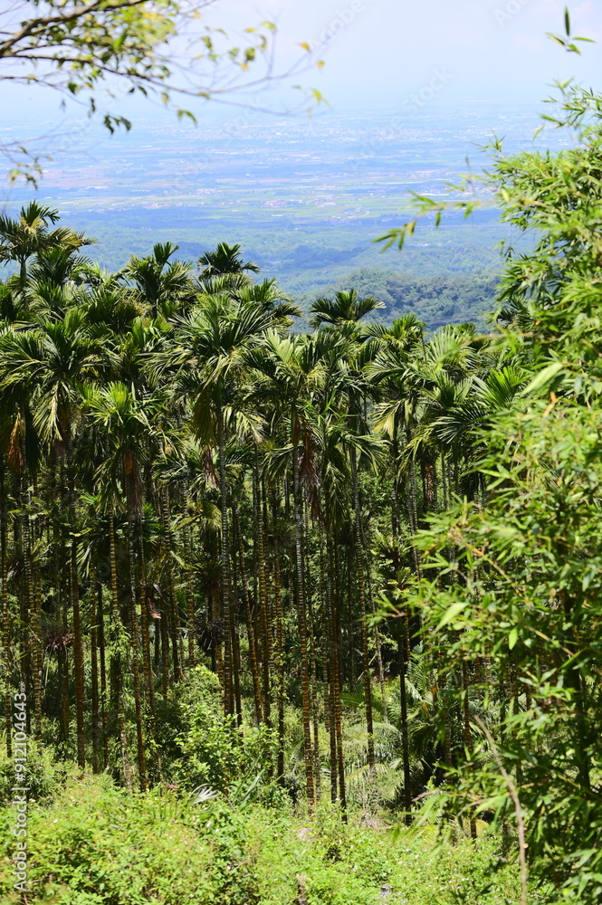 Fototapeta premium On a sunny day, betel nut trees are photographed growing on Taiwan's hillside. While they are economically valuable, their monoculture cultivation poses environmental and health challenges.