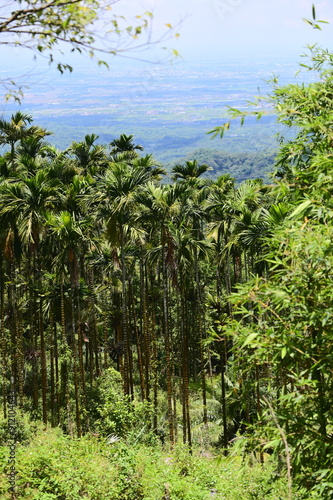 On a sunny day, betel nut trees are photographed growing on Taiwan's hillside. While they are economically valuable, their monoculture cultivation poses environmental and health challenges.