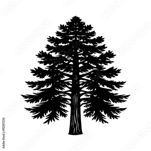 A Coast Redwood Tree Silhouette