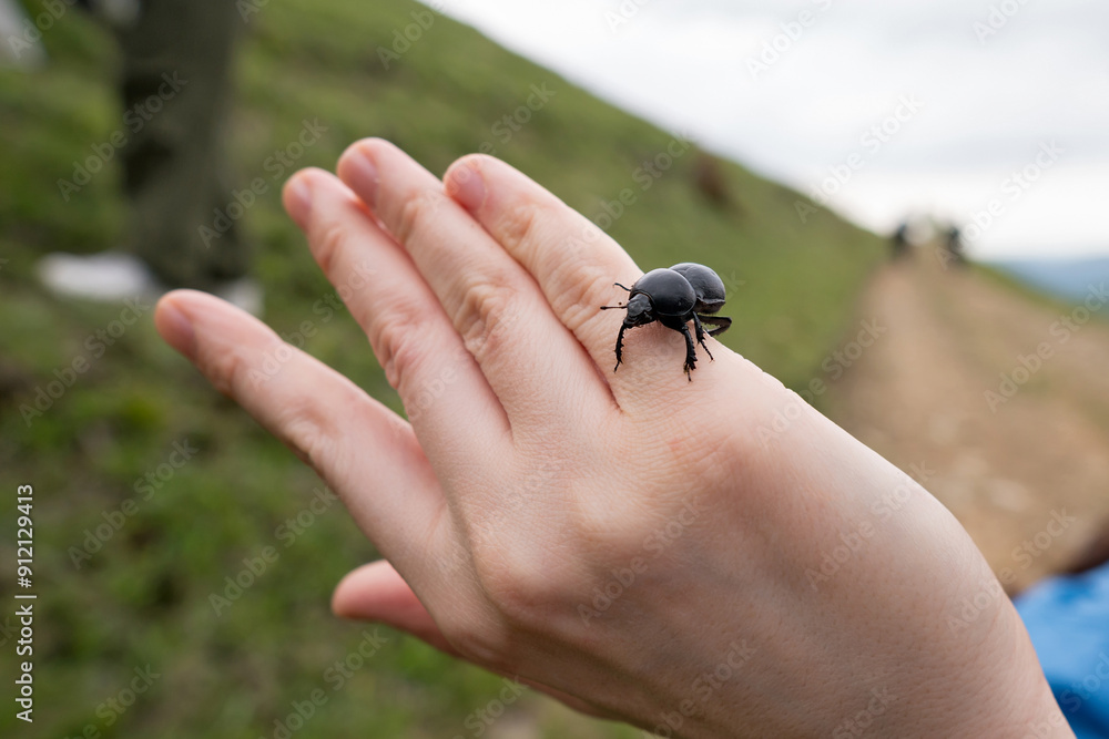 Black beetle on person's hand in grassy area. Black beetle on person's hand in grassy area.