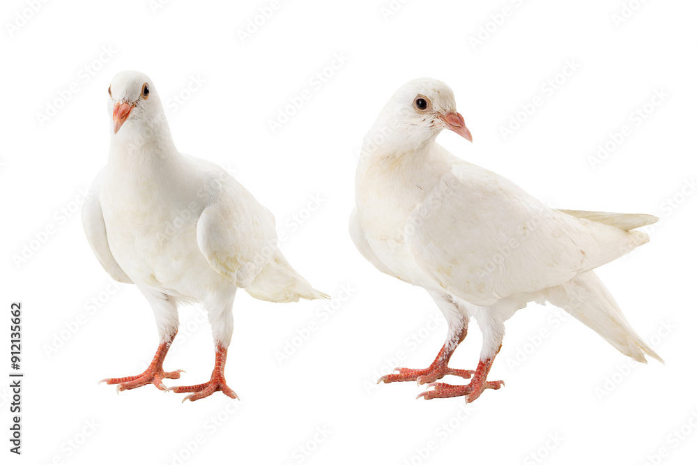 Two white doves standing on white background. Two white doves standing on white background.