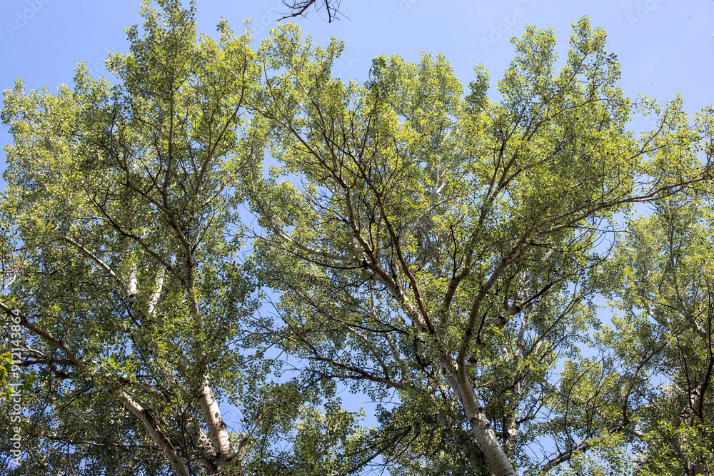 Trees against the sky. Green leaves against the blue sky. Trees against the sky. Green leaves against the blue sky.