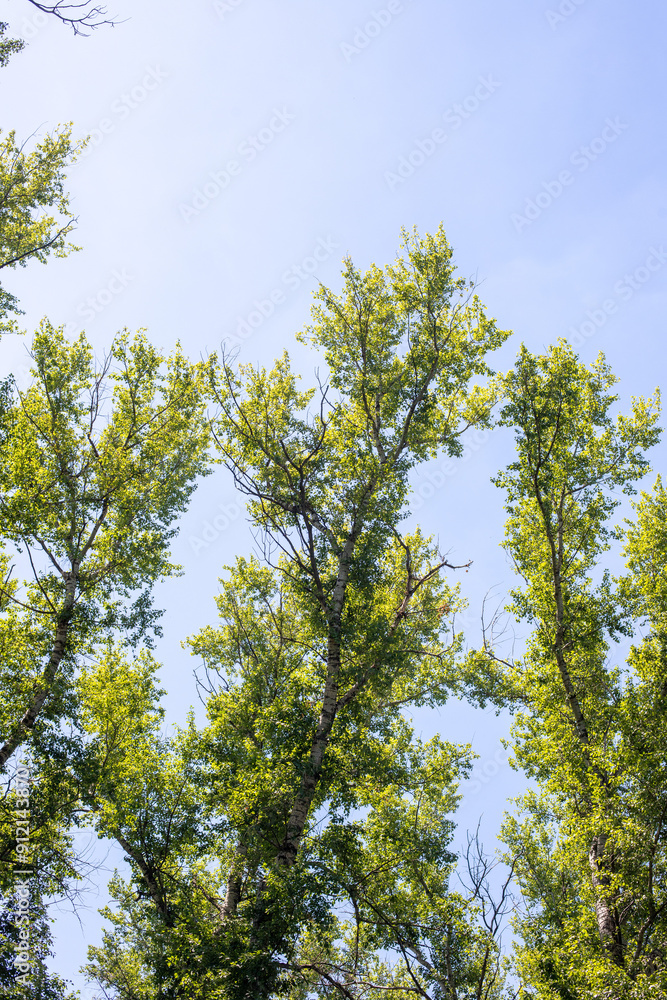 Trees against the sky. Green leaves against the blue sky. Trees against the sky. Green leaves against the blue sky.