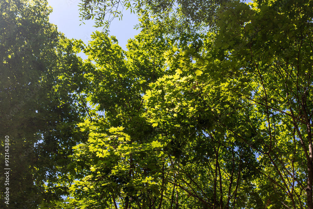 Trees against the sky. Green leaves against the blue sky. Trees against the sky. Green leaves against the blue sky.