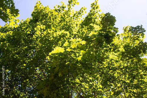 Trees against the sky. Green leaves against the blue sky.