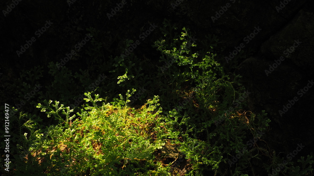 Patches of sunlight on green leaves of Selaginella, out of a dark background with rock: template for presentation slide, backdrop Patches of sunlight on green leaves of Selaginella, out of a dark background with rock: template for presentation slide, backdrop