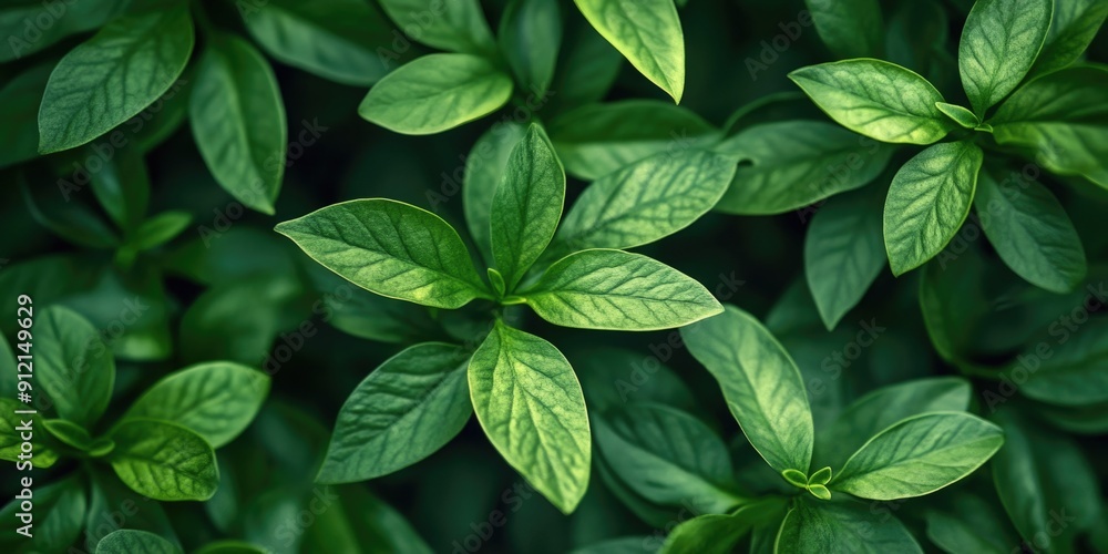 Green leaf cluster Green leaf cluster