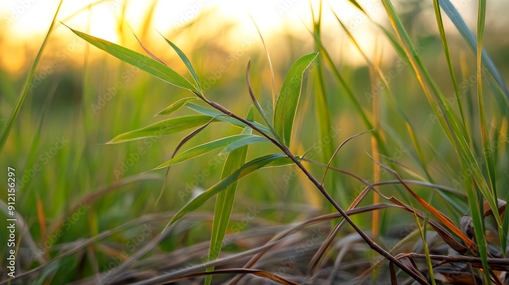 Fototapeta premium A rustic background consisting of wild grass and natural elements like twigs and leaves.