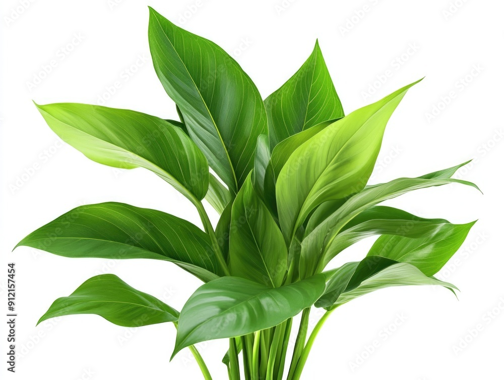 Potted Plant with Green Leaves Potted Plant with Green Leaves