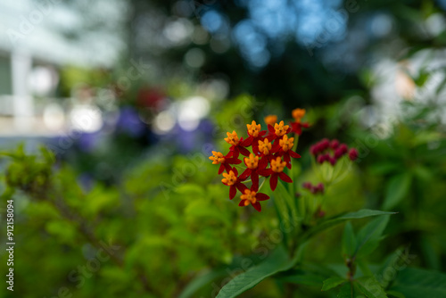 トウワタの花、Scarlet milkweed、Tropical milkweed、Mexican butterfly weed、Bloodflower、Asclepias curassavica photo