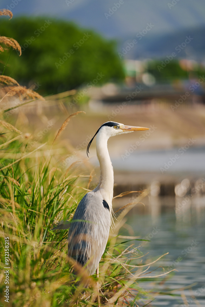 Fototapeta premium great blue heron