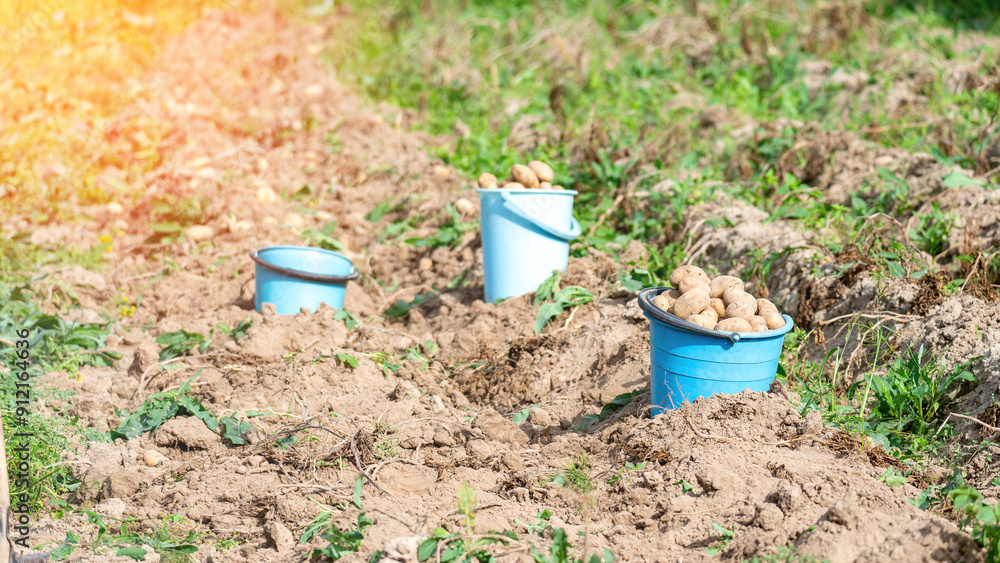 Three blue buckets filled with potatoes are sitting in the dirt. The buckets are scattered around the field, with one in the foreground, one in the middle, and one in the background Three blue buckets filled with potatoes are sitting in the dirt. The buckets are scattered around the field, with one in the foreground, one in the middle, and one in the background