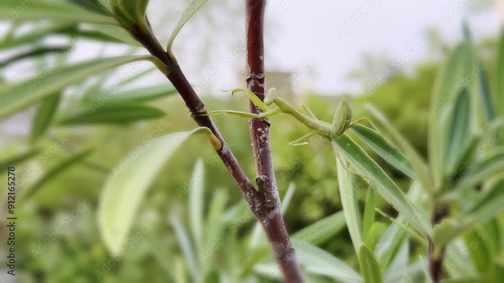 praying mantis walking carefully on tree branches , closeup shot of Praying mantis on plants. praying mantis walking carefully on tree branches , closeup shot of Praying mantis on plants.