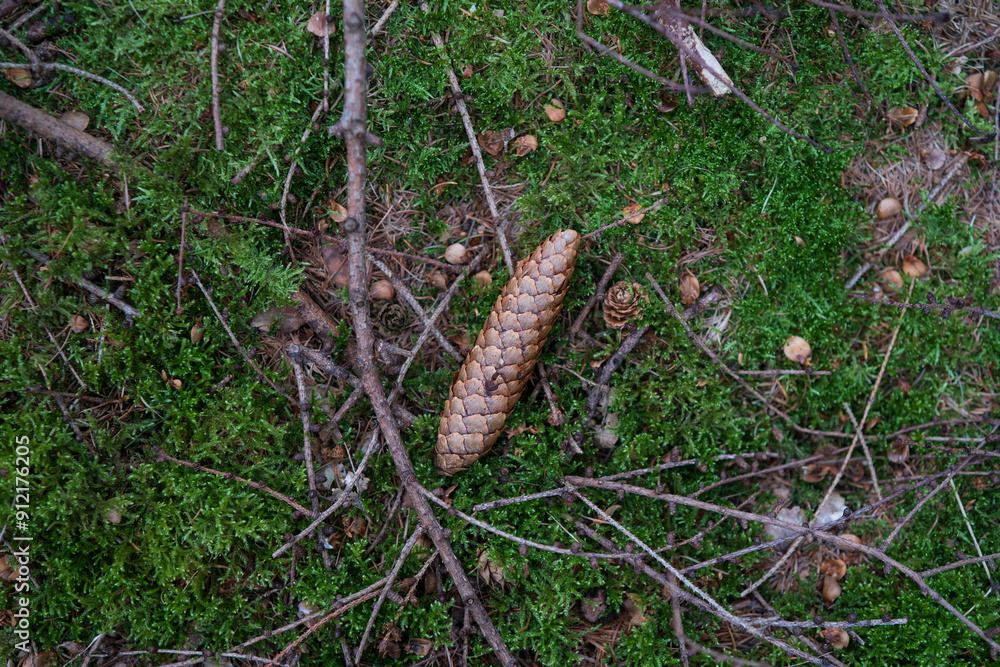 unopened Cedar cones lie on green moss in a summer dense forest. The concept of nature's renewability unopened Cedar cones lie on green moss in a summer dense forest. The concept of nature's renewability