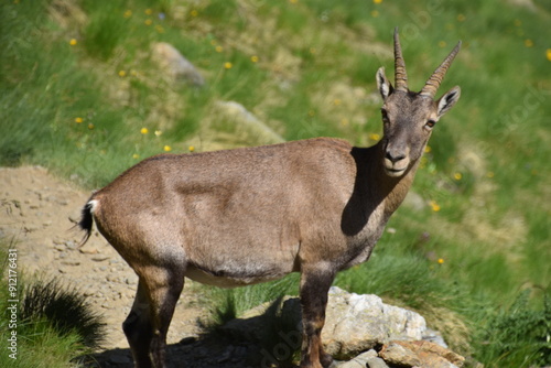 Curious ibex