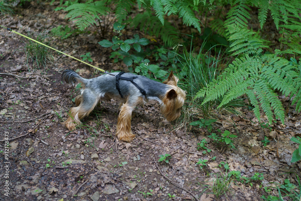 Obraz premium A cute little girl walks with her dog in a dense summer forest. The concept of the unity of a child with a pet and nature.