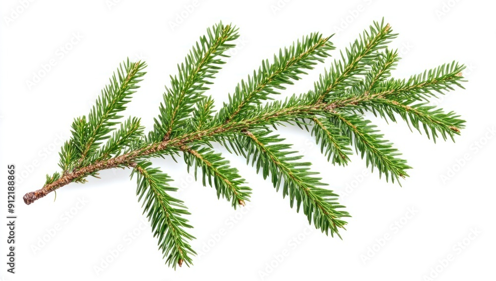 Naklejka premium A Branch of Fir Tree Isolated on White Background
