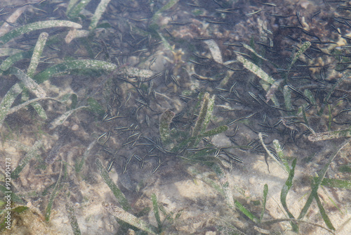 coral reef in the sea