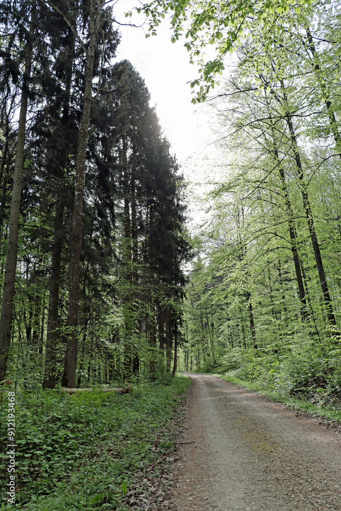 Fototapeta premium path in the woods