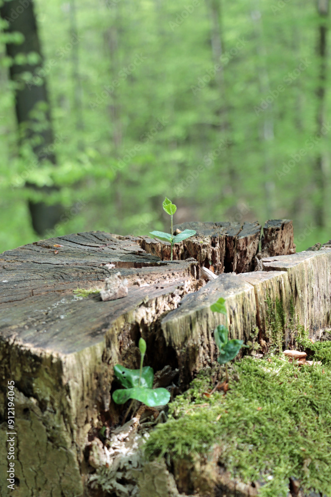 Fototapeta premium trunk in forest